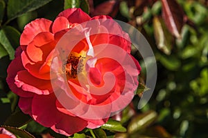 Isolated pink flower in a green garden