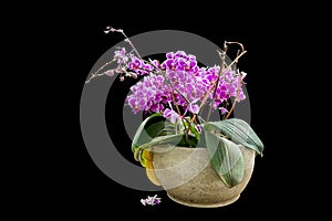 Isolated pink flowers in a flowerpot