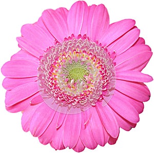 Isolated pink gerbera daisy with a larger center