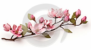 Isolated pink magnolia branch with blooming flowers in spring on white background