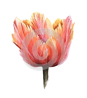 Isolated pink and orange watercolor tulip on white background