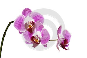 Isolated pink orchids img