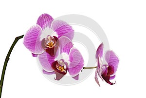 Isolated pink orchids