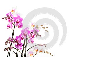 Isolated pink orchids