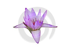 Isolated pink, purple blooming waterlily, blooming lotus, blooming water lily with clipping