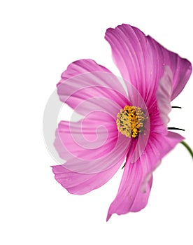 Isolated pink/purple cosmo on white photo