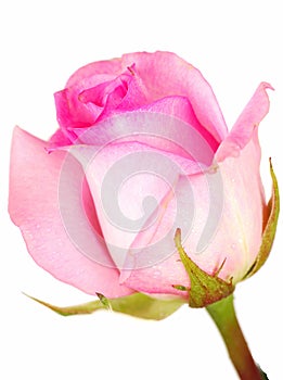 Isolated pink rose.