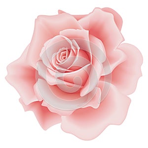 Isolated Pink Rose