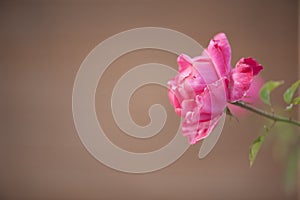 Isolated pink rose on a background