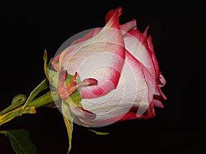Isolated Pink rose background