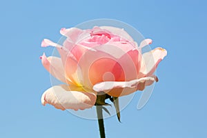 A isolated pink rose with blue sky background