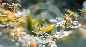 Isolated pink rose flower bud blooming in the morning, backlit flower bud in focus as foreground and background blurred out bokeh