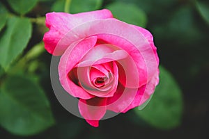 Isolated pink rose with green leaves on backgroun