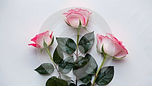 Isolated pink rose leaves create an elegant white backdrop