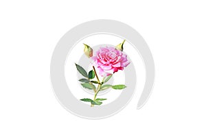 Isolated pink rose on white background