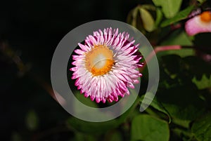 Isolated Pink Straw Flower agains a blurred Garden Background photo