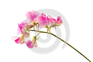 Isolated pink sweet pea