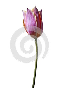 Isolated pink tulip flower on a white background