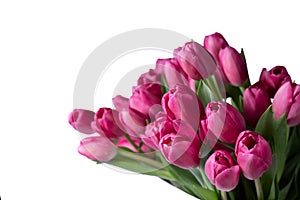 Isolated pink tulip flowers on white background