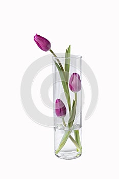 Isolated pink tulips flower in a vase on white background