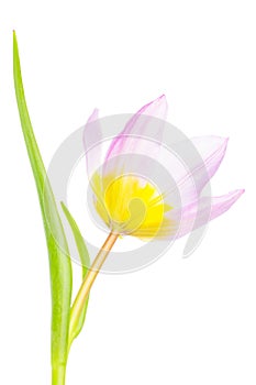 Isolated pink and yellow tulip