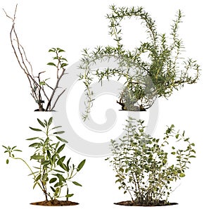 Isolated plant on white background , The collection of trees.