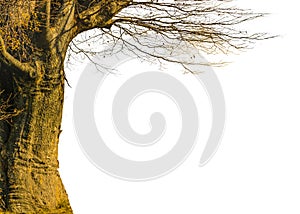 Isolated Plant in white Background