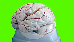 Isolated plastic brain model