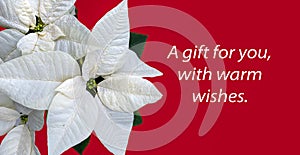 Isolated poinsettia white Christmas flower A Gift for You