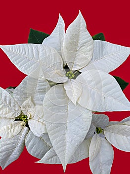 Isolated poinsettia white Christmas flower on red background