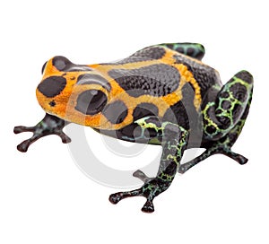 Isolated poison dart frog