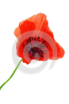 Isolated poppy flower