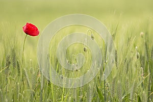 Isolated poppy on a green fild