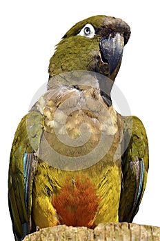 Isolated portrait Burrowing Parrot