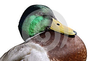 Isolated portrait of duck mallard