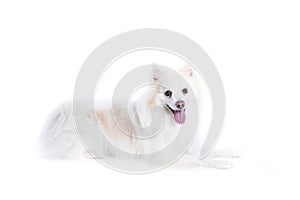 .isolated portrait of a german spitz lying down