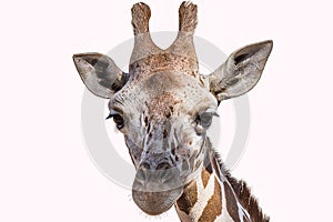 Isolated portrait of a giraffe