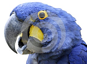 Isolated portrait Hyacinth Macaw