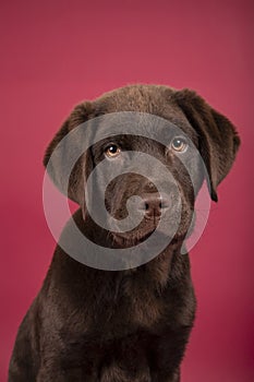 Isolated portrait of lovely labrador puppy on red background