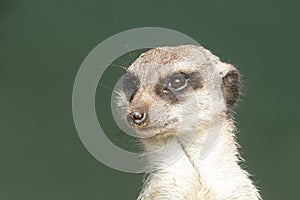 Isolated portrait of Meerkat, Suricata suricatta, looking to the left