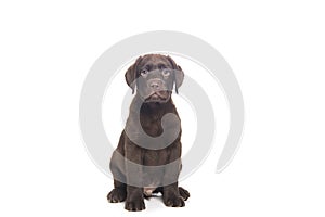 .isolated portrait of a sitting chocolate labrador puppy looking towards the camera