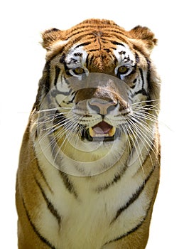 Isolated of portrait tiger and showing teeth