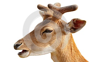 Isolated portrait of young fallow deer buck