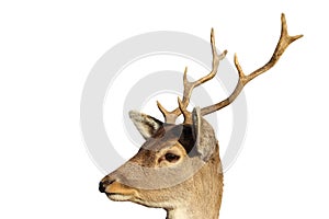 Isolated portrait of young fallow deer buck
