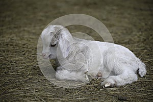 Isolated portrait of a young kid goat sleeping