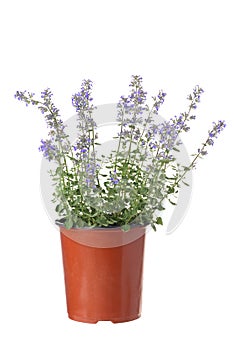 Isolated pot of purrsian blue catmint nepeta faassenii periwinkle photo
