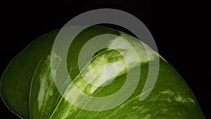 A isolated Pothos leaf with a dark black background