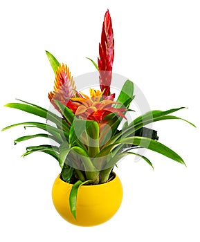 Isolated potted bromelia flower