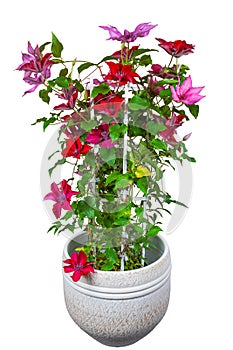 Isolated potted clematis flower