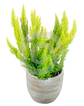 Isolated potted green tree heather plant